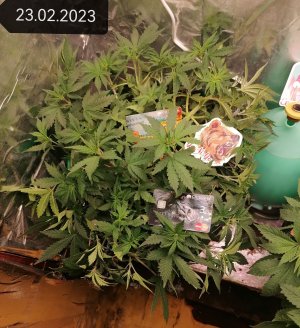 IMG_20230223_131656_edit_53070651328360.jpg IMG_20230223_131656_edit_53070651328360.jpg