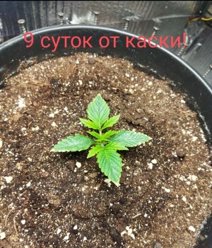 Screenshot_2023-02-21-16-47-11-486_com.miui.gallery-edit.jpg Screenshot_2023-02-21-16-47-11-486_com.miui.gallery-edit.jpg