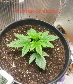 Screenshot_2023-02-24-21-09-15-582_com.miui.gallery-edit.jpg Screenshot_2023-02-24-21-09-15-582_com.miui.gallery-edit.jpg