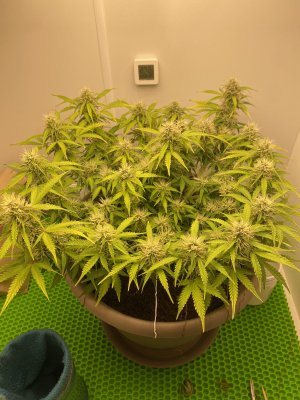 DD43829C-315E-48B9-829F-8FF1114E6591.jpeg DD43829C-315E-48B9-829F-8FF1114E6591.jpeg