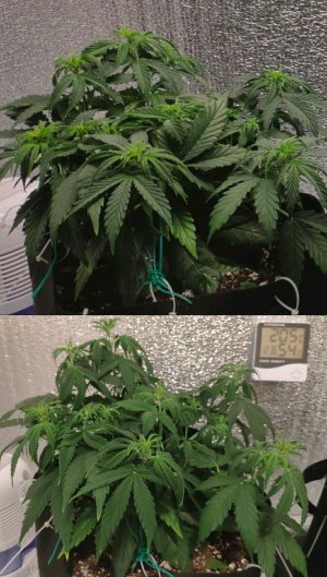 photocollage_2023225133355119.jpg photocollage_2023225133355119.jpg