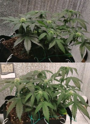 photocollage_2023225133844188.jpg photocollage_2023225133844188.jpg