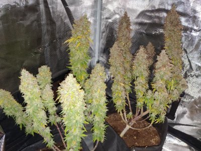 IMG_20230226_085547_424.jpg IMG_20230226_085547_424.jpg