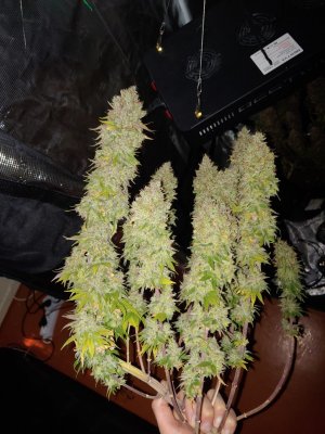 IMG_20230226_085550_320.jpg IMG_20230226_085550_320.jpg