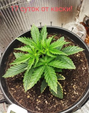 Screenshot_2023-02-27-18-39-30-308_com.miui.gallery-edit.jpg Screenshot_2023-02-27-18-39-30-308_com.miui.gallery-edit.jpg