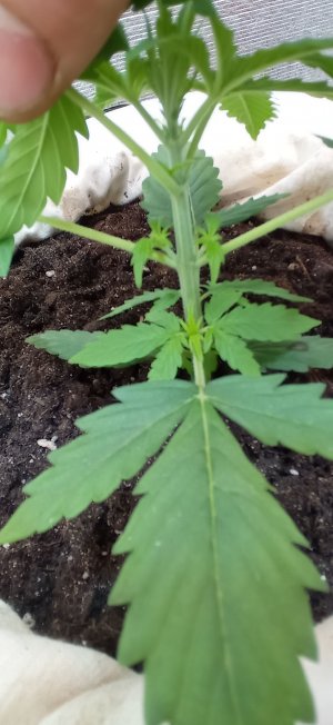 IMG_20230228_093207.jpg IMG_20230228_093207.jpg