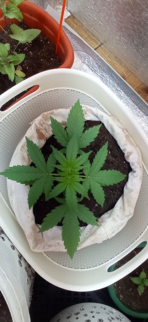 IMG_20230228_093146.jpg IMG_20230228_093146.jpg