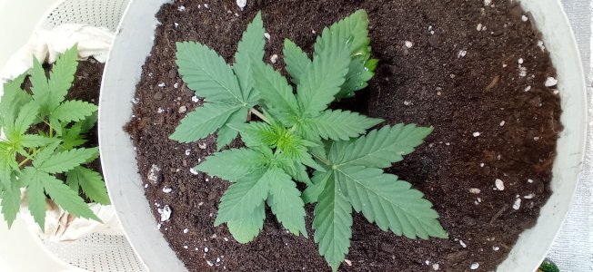 IMG_20230228_093113.jpg IMG_20230228_093113.jpg