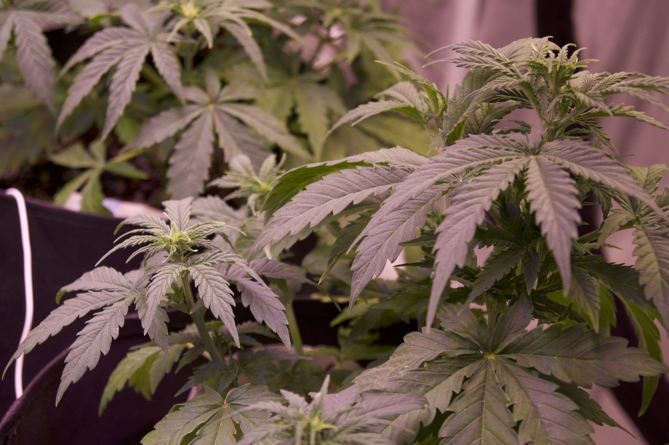 DSC04445.jpeg DSC04445.jpeg