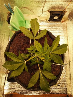 IMG_20230301_204756.jpg IMG_20230301_204756.jpg