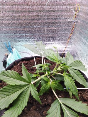 IMG_20230301_204819.jpg IMG_20230301_204819.jpg