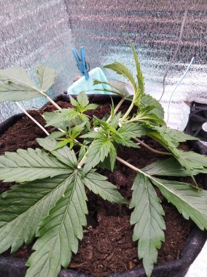 IMG_20230302_053736.jpg IMG_20230302_053736.jpg