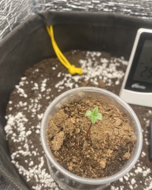 9864A134-AE50-4B0F-831C-E1A0549433D2.jpeg 9864A134-AE50-4B0F-831C-E1A0549433D2.jpeg