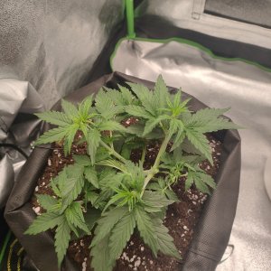 IMG20230303082515.jpg IMG20230303082515.jpg