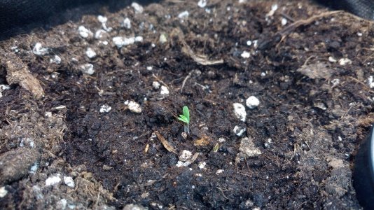 03.03.23.jpg 03.03.23.jpg