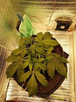 IMG_20230303_204436.jpg IMG_20230303_204436.jpg