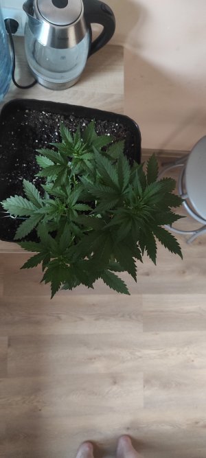 IMG_20230304_173120.jpg IMG_20230304_173120.jpg