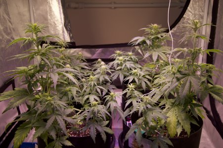 DSC04448.jpeg DSC04448.jpeg