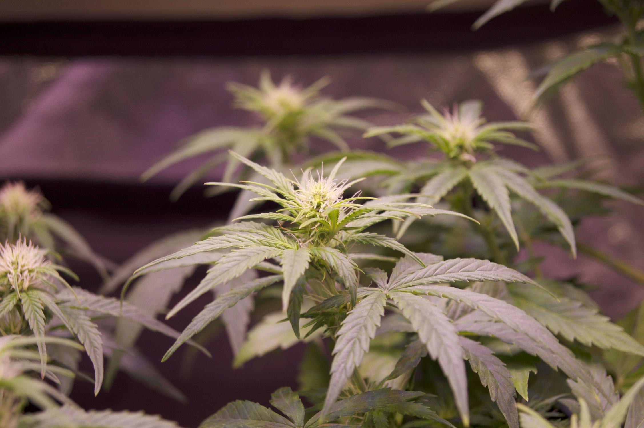 DSC04456.jpeg DSC04456.jpeg