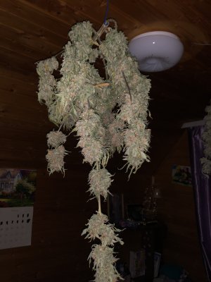 IMG_8050.JPG IMG_8050.JPG