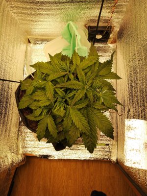 IMG_20230307_180253.jpg IMG_20230307_180253.jpg