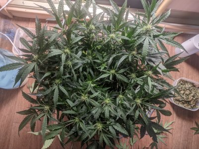 IMG_20230308_160352_942.jpg IMG_20230308_160352_942.jpg