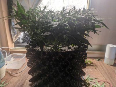 IMG_20230308_160759_979.jpg IMG_20230308_160759_979.jpg