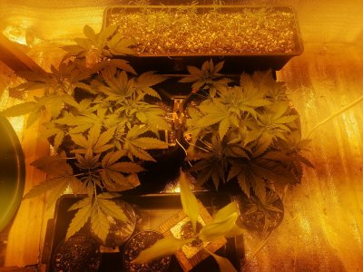 IMG_20230309_094600.jpg IMG_20230309_094600.jpg