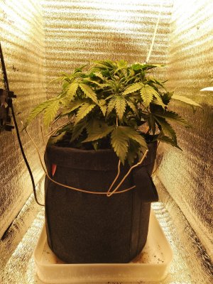 IMG_20230310_184518.jpg IMG_20230310_184518.jpg