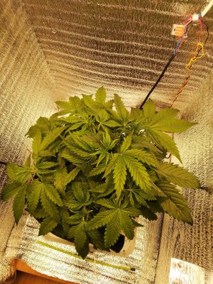 IMG_20230310_184450.jpg IMG_20230310_184450.jpg