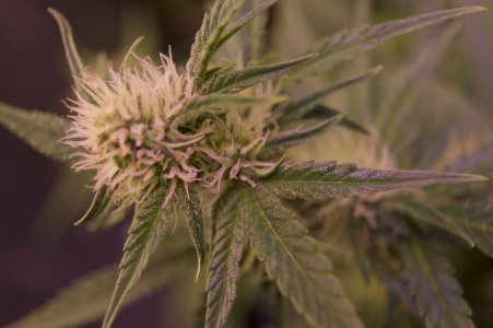 DSC04499.jpeg DSC04499.jpeg