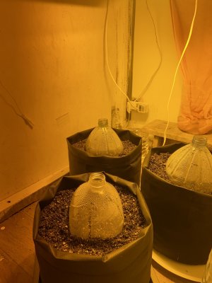 4A99D554-71A6-485A-924A-64EDDEC3FAAC.jpeg 4A99D554-71A6-485A-924A-64EDDEC3FAAC.jpeg