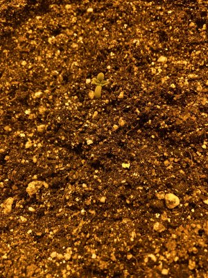 B3D224E1-53D0-4D1C-9183-374691D09BA7.jpeg B3D224E1-53D0-4D1C-9183-374691D09BA7.jpeg