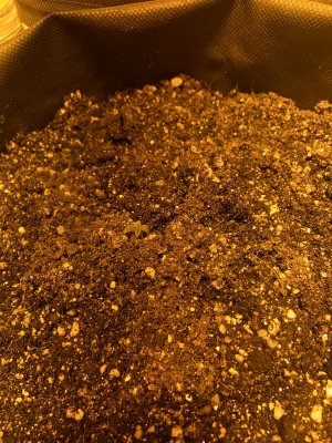 A60529F9-F6D0-4D5B-A853-98BA1E44DE86.jpeg A60529F9-F6D0-4D5B-A853-98BA1E44DE86.jpeg