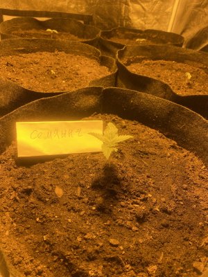 IMG_5537.JPG IMG_5537.JPG