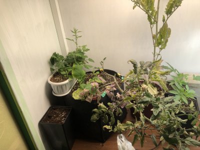 D4F174E0-A18A-4CBB-9BD1-BE28BD5F55F1.jpeg D4F174E0-A18A-4CBB-9BD1-BE28BD5F55F1.jpeg