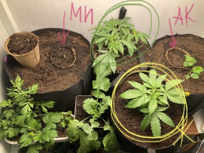 19A39057-5E3E-4165-BDE1-B7EF2FE33A3D.jpeg 19A39057-5E3E-4165-BDE1-B7EF2FE33A3D.jpeg