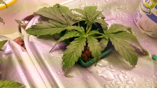 20230226_190359.jpg 20230226_190359.jpg