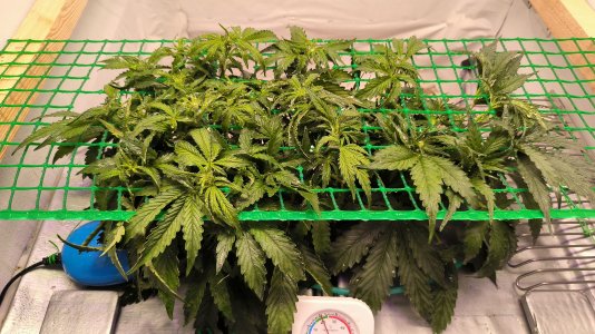 IMG_20230307_223859.jpg IMG_20230307_223859.jpg