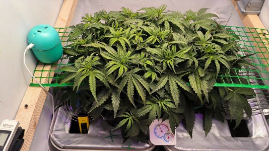 IMG_20230311_105544.jpg IMG_20230311_105544.jpg