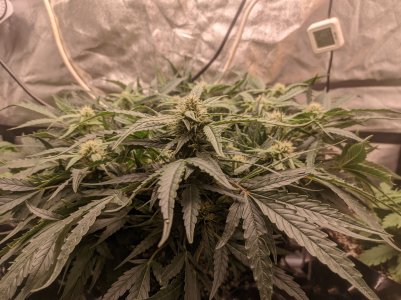 IMG_20230314_202028024.jpg IMG_20230314_202028024.jpg