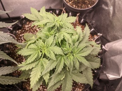 IMG_20230315_180017_313.jpg IMG_20230315_180017_313.jpg