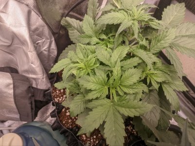 IMG_20230315_180014_455.jpg IMG_20230315_180014_455.jpg