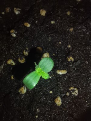 IMG_20230316_120840.jpg IMG_20230316_120840.jpg