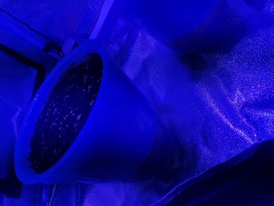 IMG_20230316_132815.jpg IMG_20230316_132815.jpg