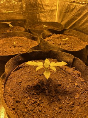 IMG_5599.JPG IMG_5599.JPG