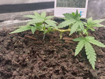 IMG_20230317_085038.jpg IMG_20230317_085038.jpg