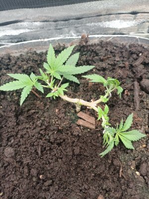 IMG_20230317_085334.jpg IMG_20230317_085334.jpg