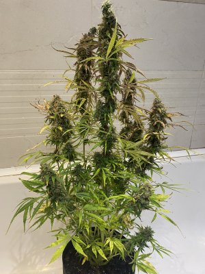 792D72FA-8BE3-4148-B721-5D88FE0CE2A4.jpeg 792D72FA-8BE3-4148-B721-5D88FE0CE2A4.jpeg