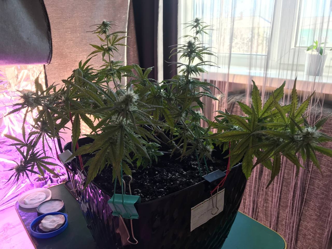 IMG_20230319_093923_596.jpg IMG_20230319_093923_596.jpg